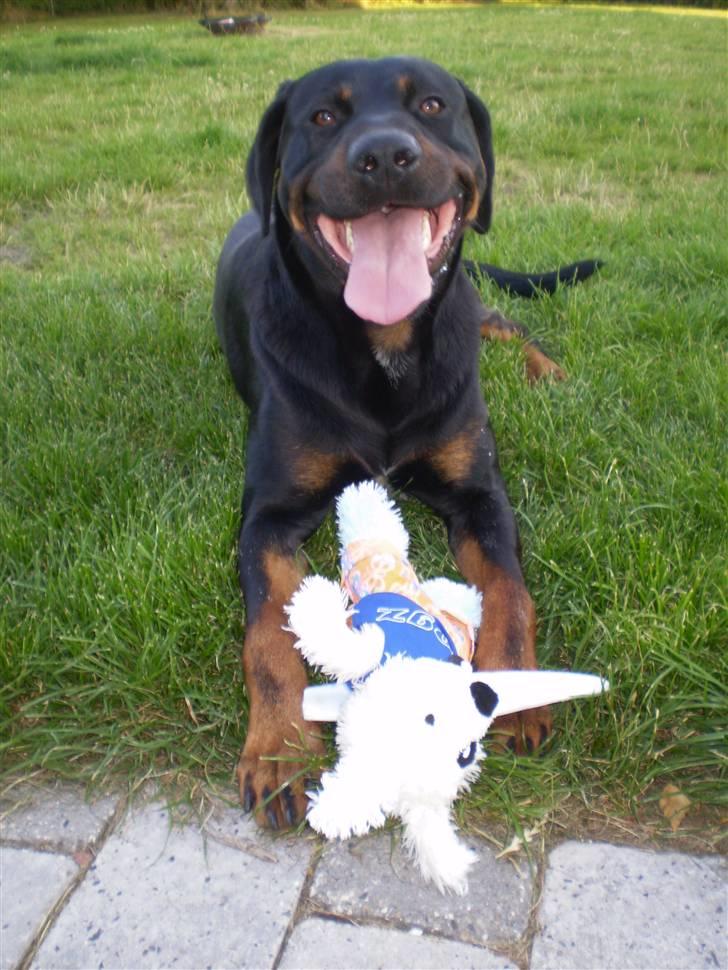 Blanding af racer Max - min fine nye bamse jeg har fået af Mor.. den passer jeg rigtig nok på.. billede 6