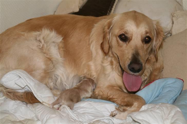 Golden retriever Sussi - jeg er nød til lige at se efter her *SS* billede 3