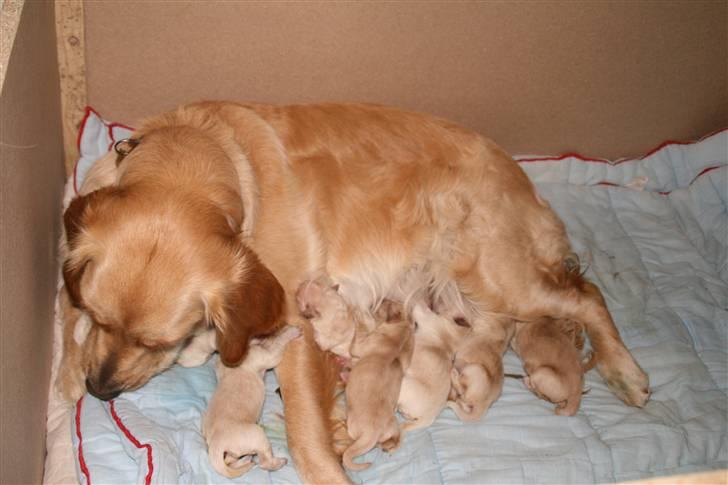Golden retriever Sussi - er de ikke dejlige mine hvalpe billede 4