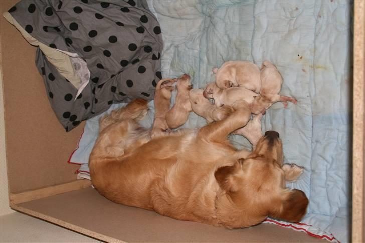 Golden retriever Sussi - så er det tid til en lur billede 5