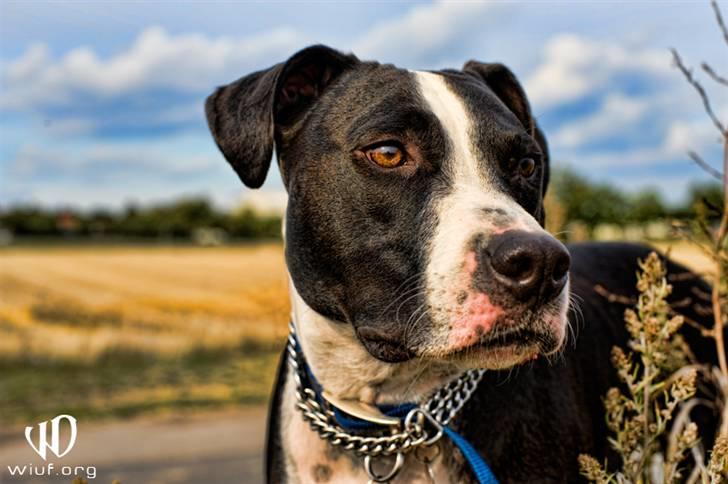 Blanding af racer Amstaff/bullterrier Freja -  (fotograf Thomas Wiuf Schwartz) billede 15