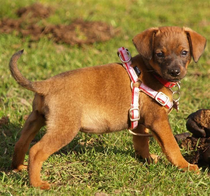 Blanding af racer Freyja - Skønne Freyja i fuld figur. Oktober 08. billede 3