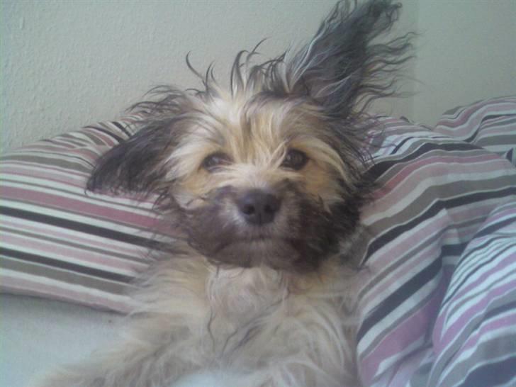 Blanding af racer Bailey billede 1