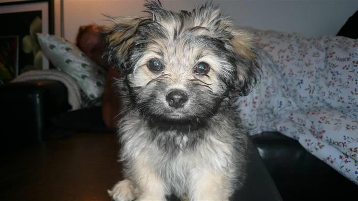 Blanding af racer Bailey billede 2