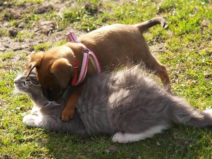Blanding af racer Freyja - "Du er færdig Fie!" billede 4