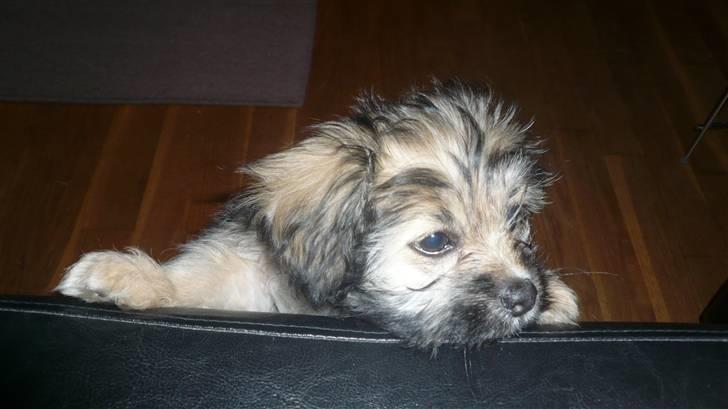 Blanding af racer Bailey billede 3