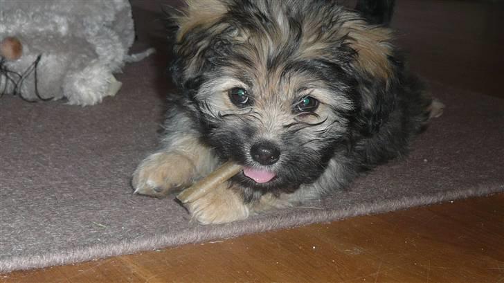 Blanding af racer Bailey billede 4