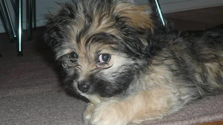 Blanding af racer Bailey billede 5