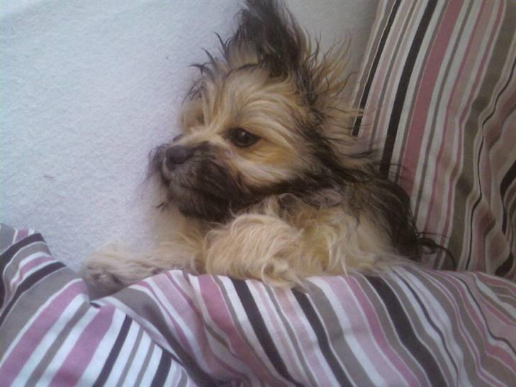 Blanding af racer Bailey billede 6