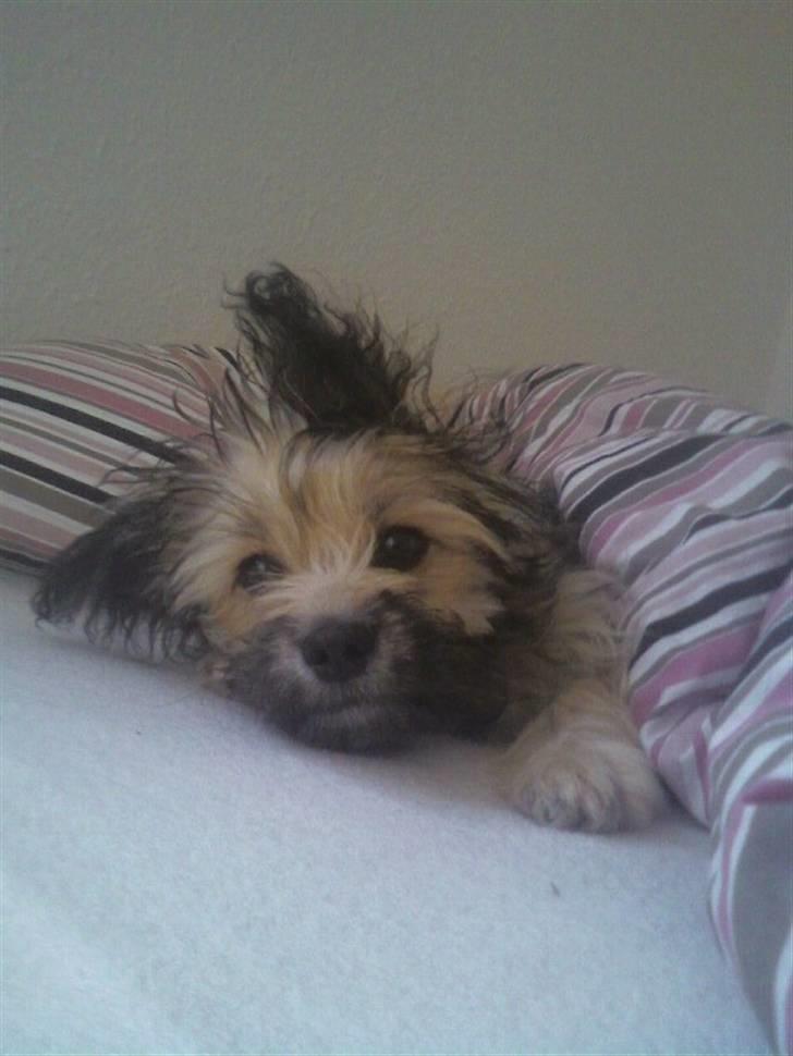 Blanding af racer Bailey billede 7