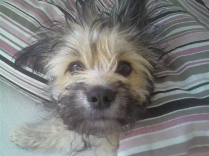 Blanding af racer Bailey billede 8