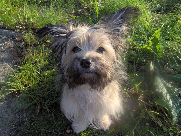 Blanding af racer Bailey billede 9