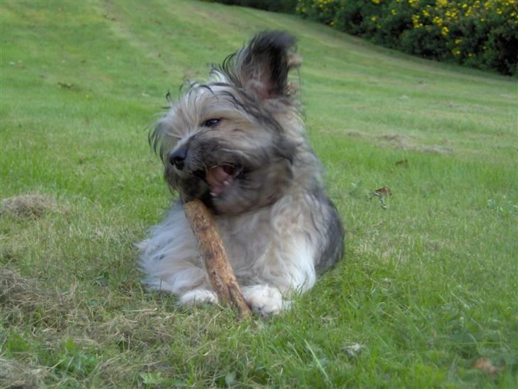 Blanding af racer Bailey billede 10