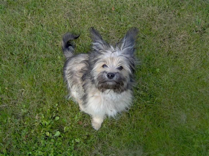 Blanding af racer Bailey billede 11