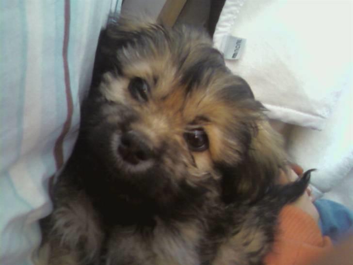 Blanding af racer Bailey billede 12