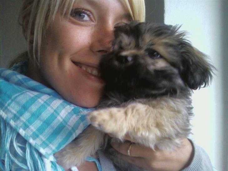 Blanding af racer Bailey billede 13