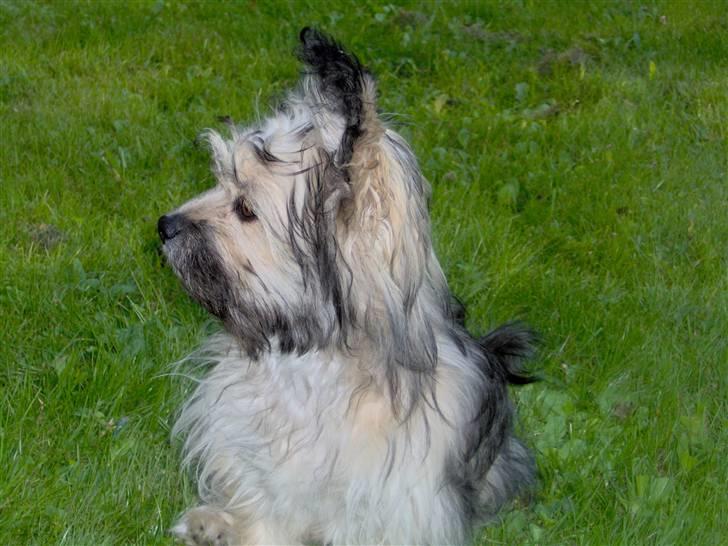 Blanding af racer Bailey billede 14