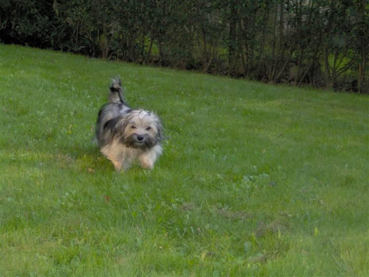 Blanding af racer Bailey billede 15