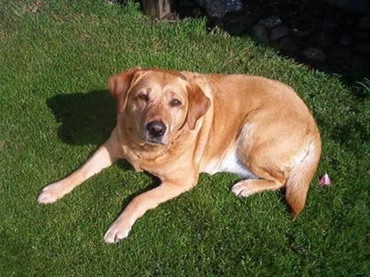 Labrador retriever Miko billede 5