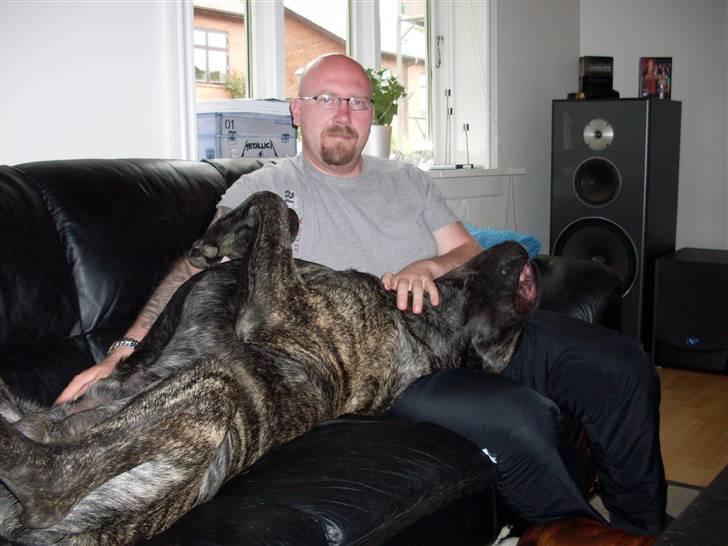 Mastiff faust billede 11