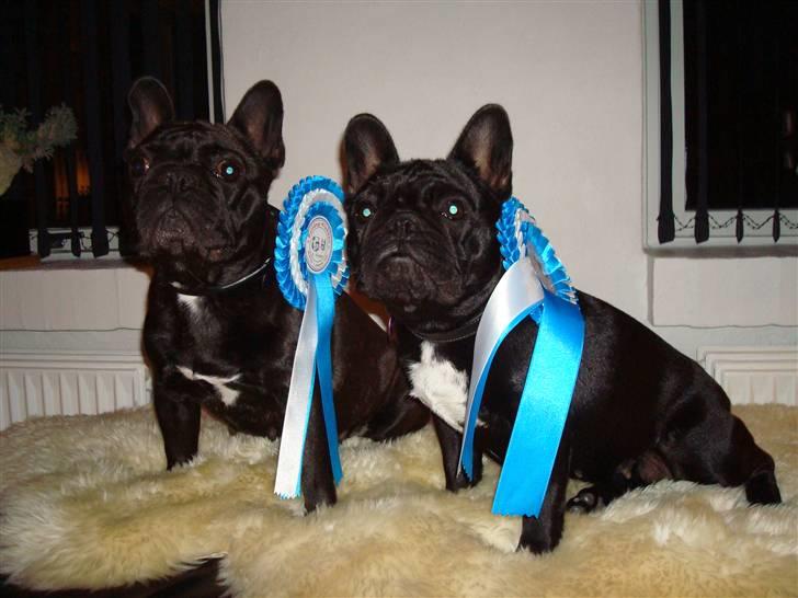 Fransk bulldog Mercedes - Vi snuppede lige to anden pladser i Års d. 12 Okt. 08 ( Mercedes og Prada billede 19