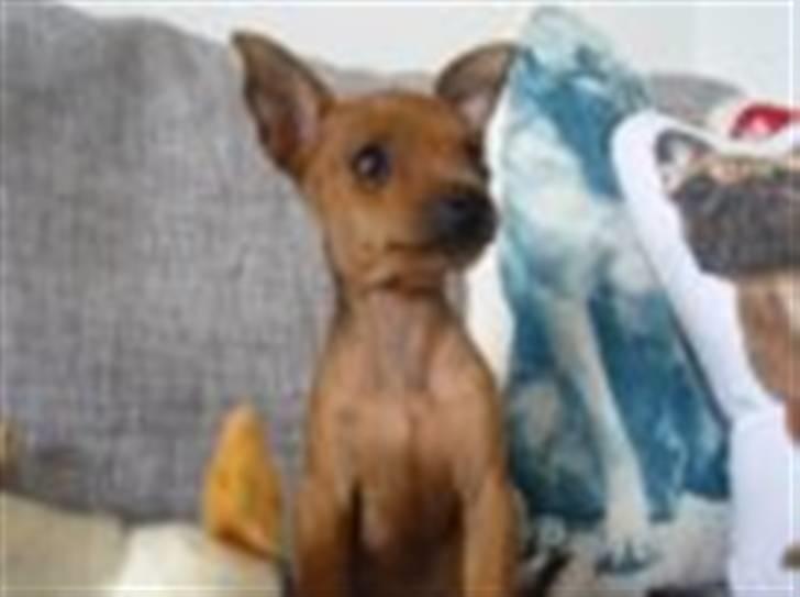 Dvaergpinscher Frida - jeg er en meget stolt lille, "stor" hund;) billede 2