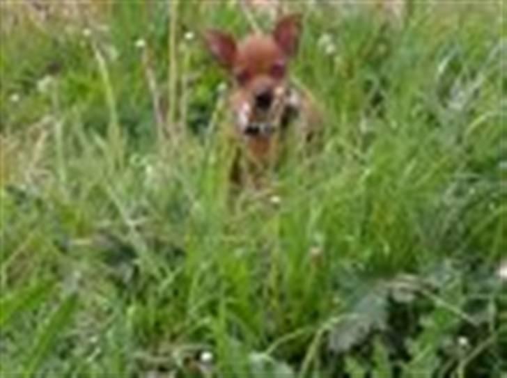 Dvaergpinscher Frida - Frida på opdagelse. Den allerførste gåtur hos min nye familie. billede 4