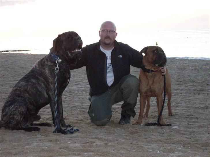 Mastiff faust billede 13