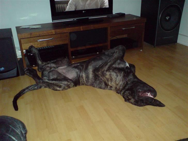 Mastiff faust billede 14