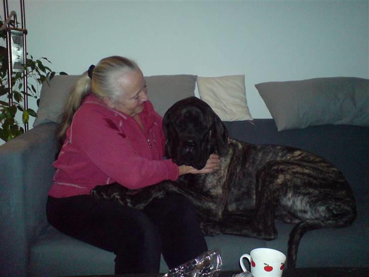 Mastiff faust billede 15