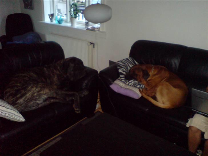 Mastiff faust billede 16