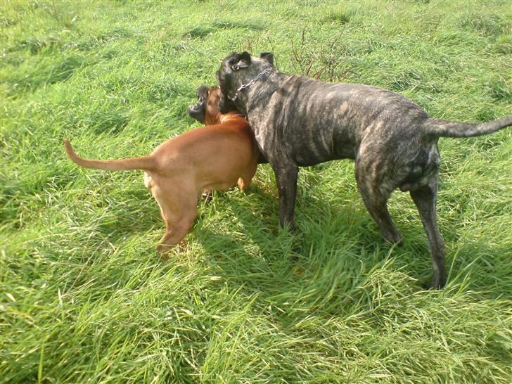 Mastiff faust billede 17