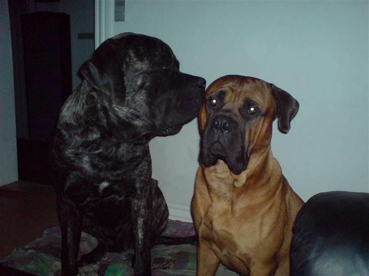 Mastiff faust billede 18