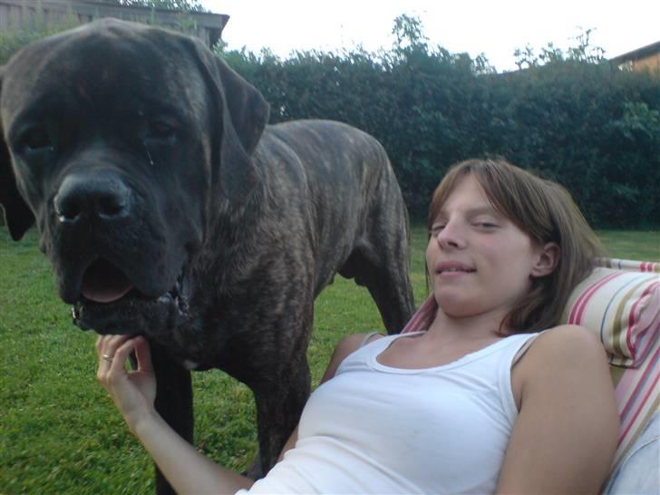 Mastiff faust billede 19