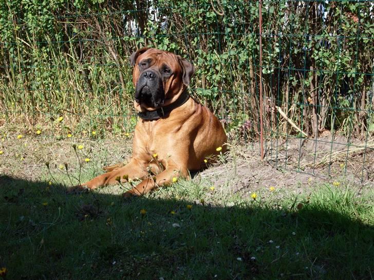 Bullmastiff cæsar billede 20