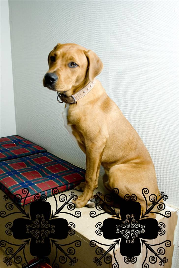 Blanding af racer MacQueen aka Max billede 5