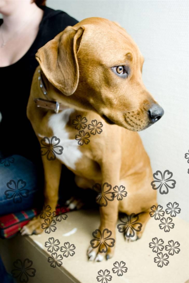 Blanding af racer MacQueen aka Max billede 6