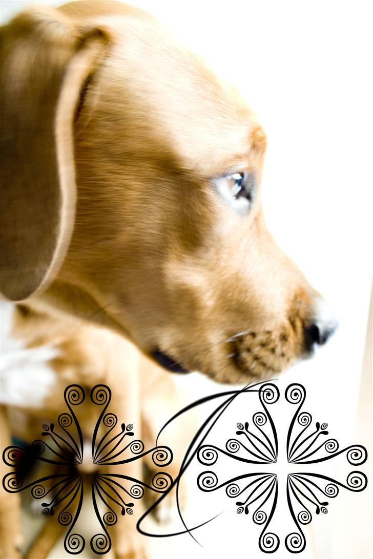 Blanding af racer MacQueen aka Max billede 7