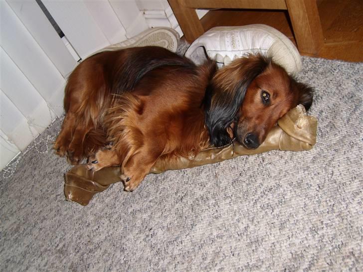 Dværggravhund Futte billede 1