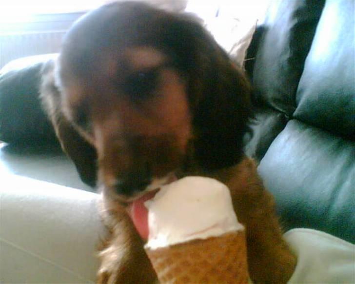 Dværggravhund Futte billede 2