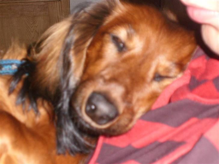 Dværggravhund Futte billede 3