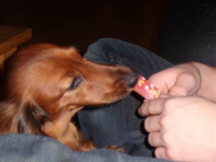 Dværggravhund Futte billede 4