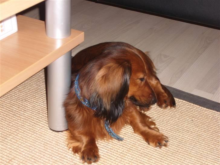 Dværggravhund Futte billede 5