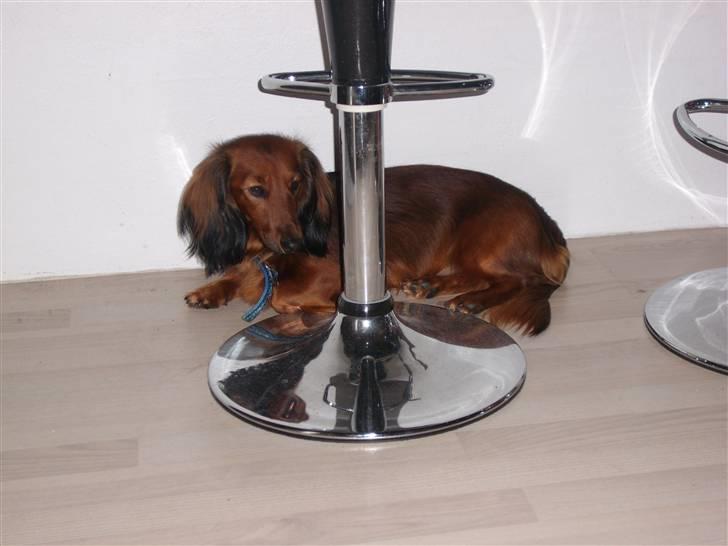 Dværggravhund Futte billede 7