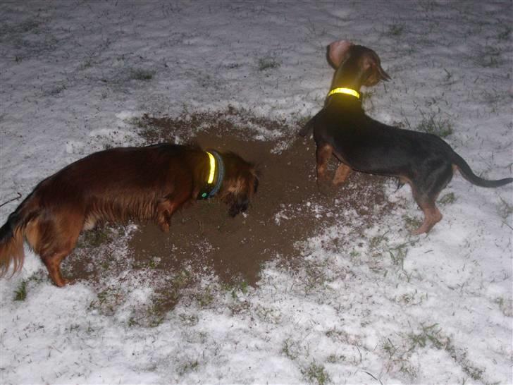 Dværggravhund Futte billede 8