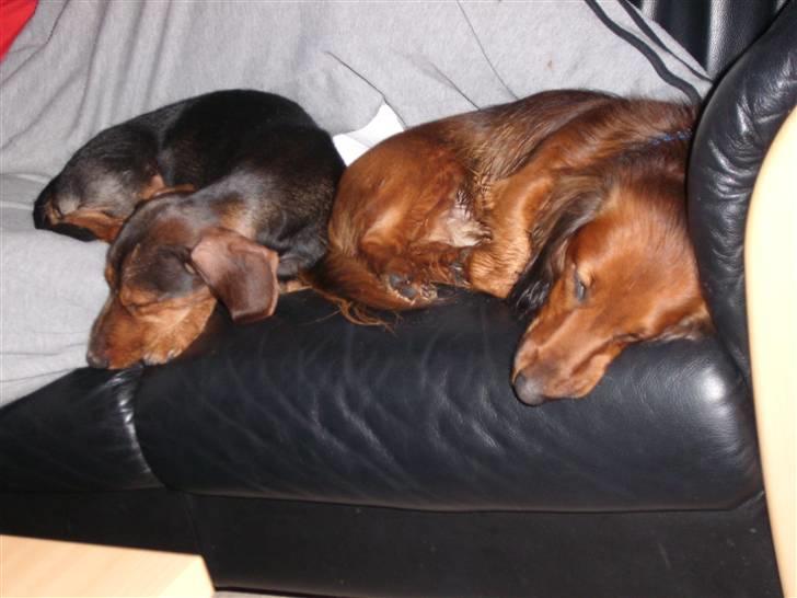 Dværggravhund Futte billede 9