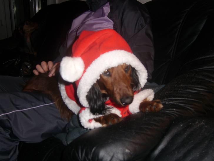 Dværggravhund Futte billede 10