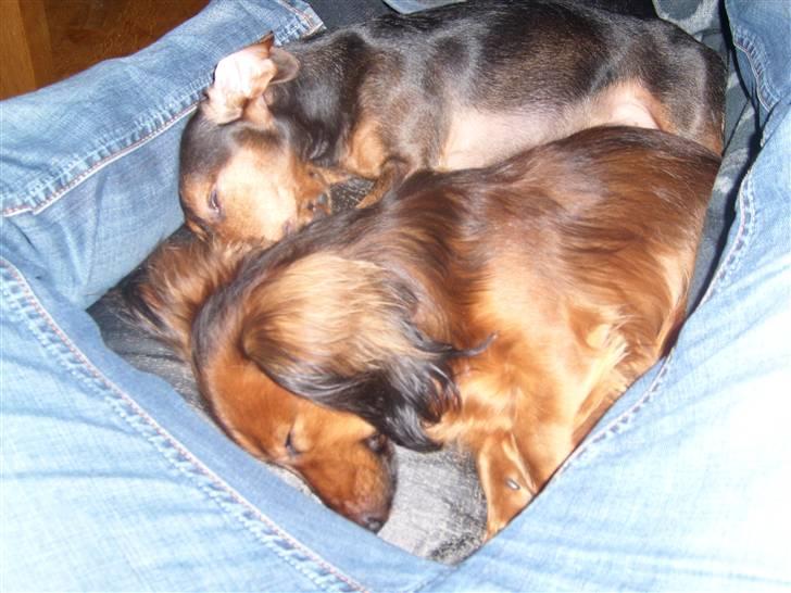 Dværggravhund Futte billede 11