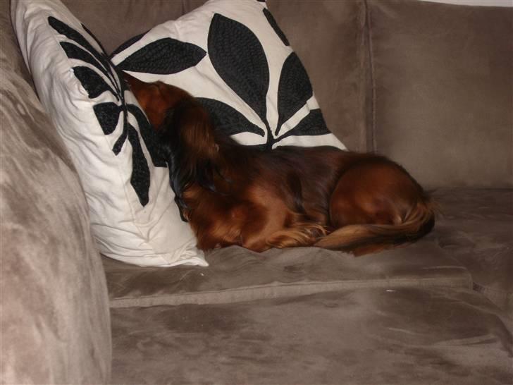 Dværggravhund Futte billede 12