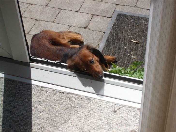 Dværggravhund Futte billede 13